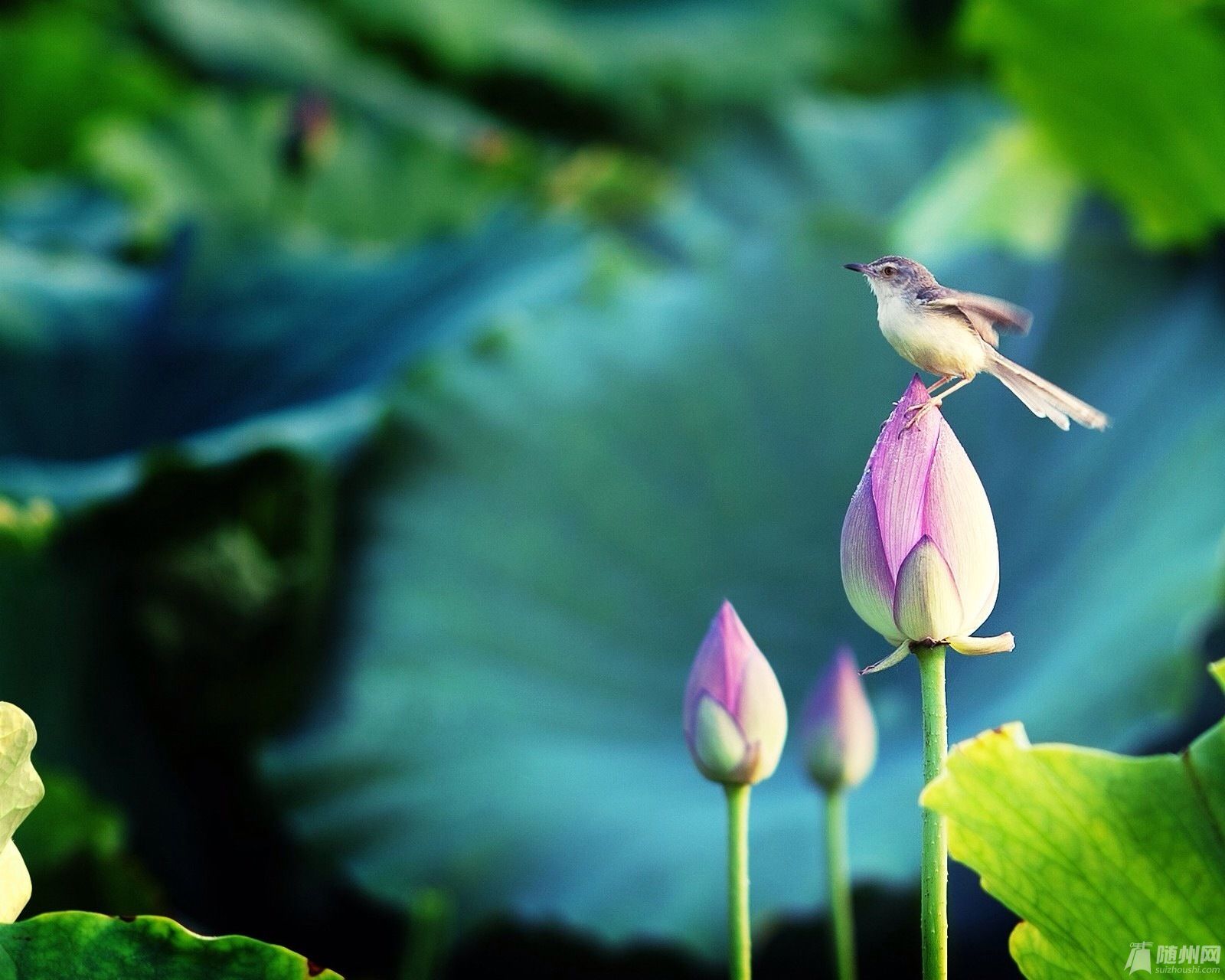 wallpaper_5247938.jpg