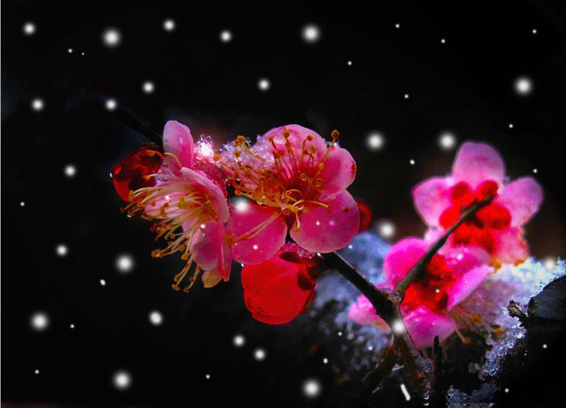 QQ图片20140206202933.gif