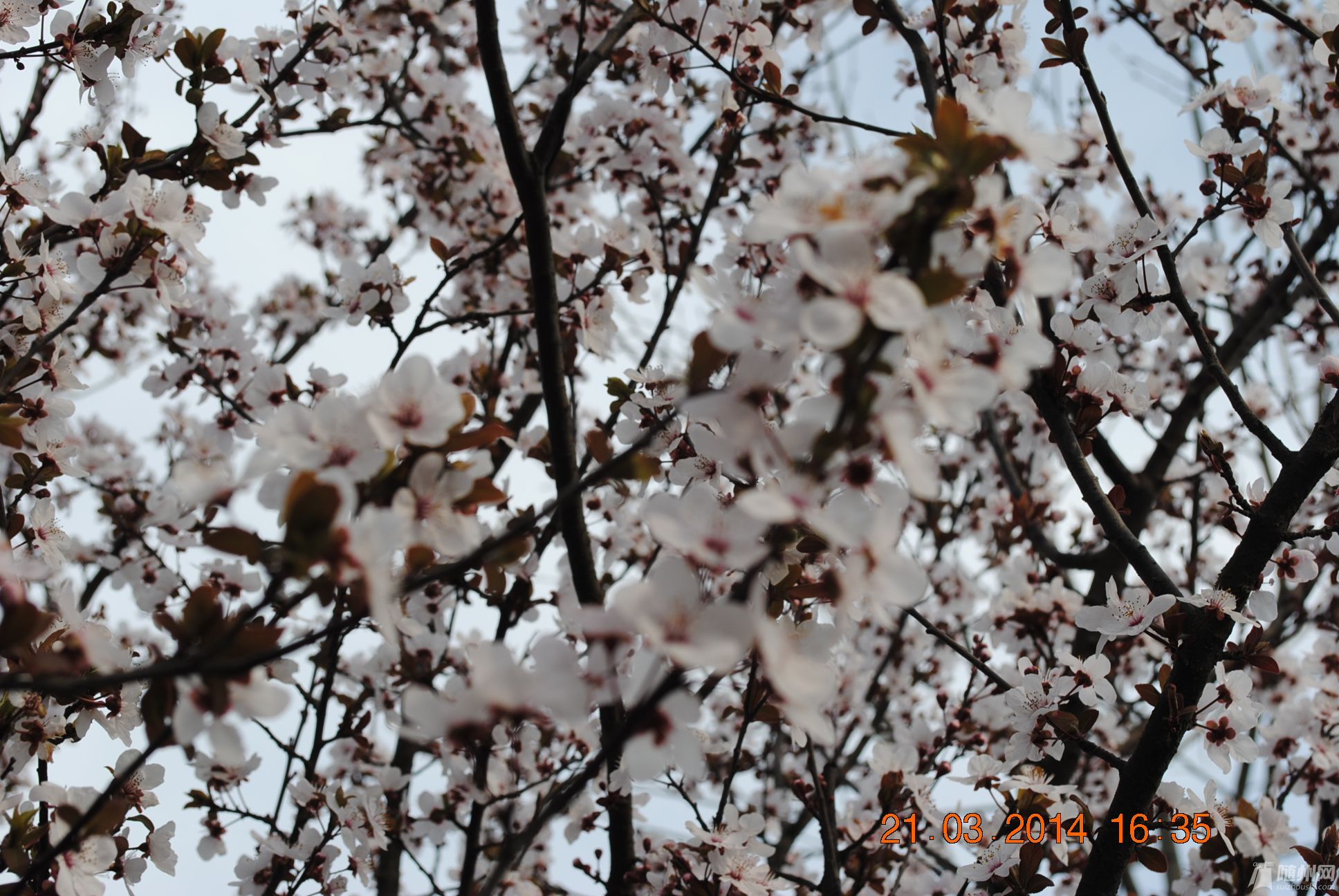 DSC_0913.JPG
