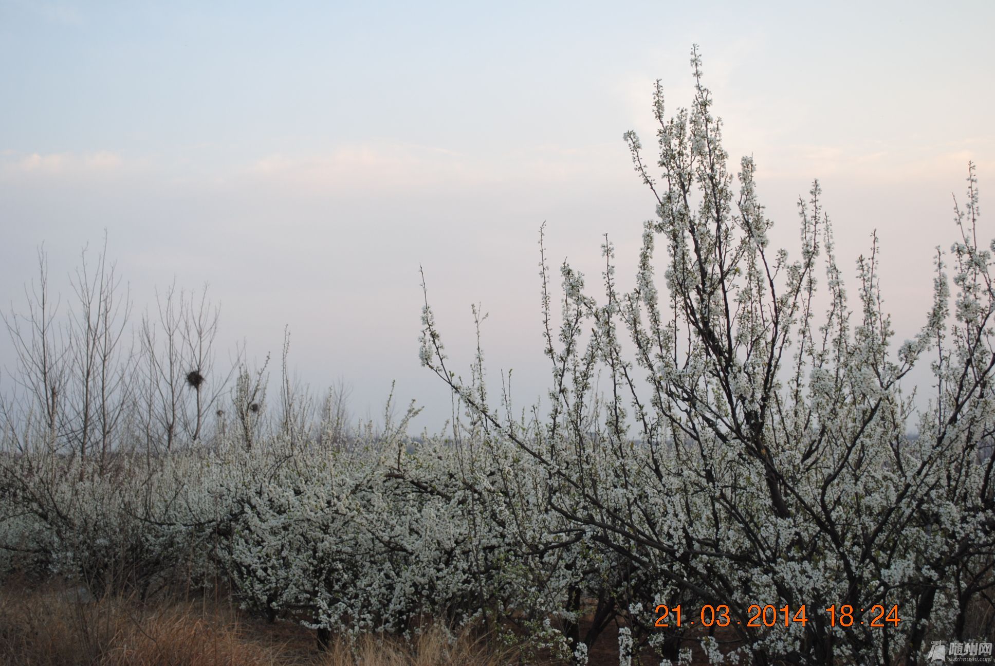 DSC_0942.JPG