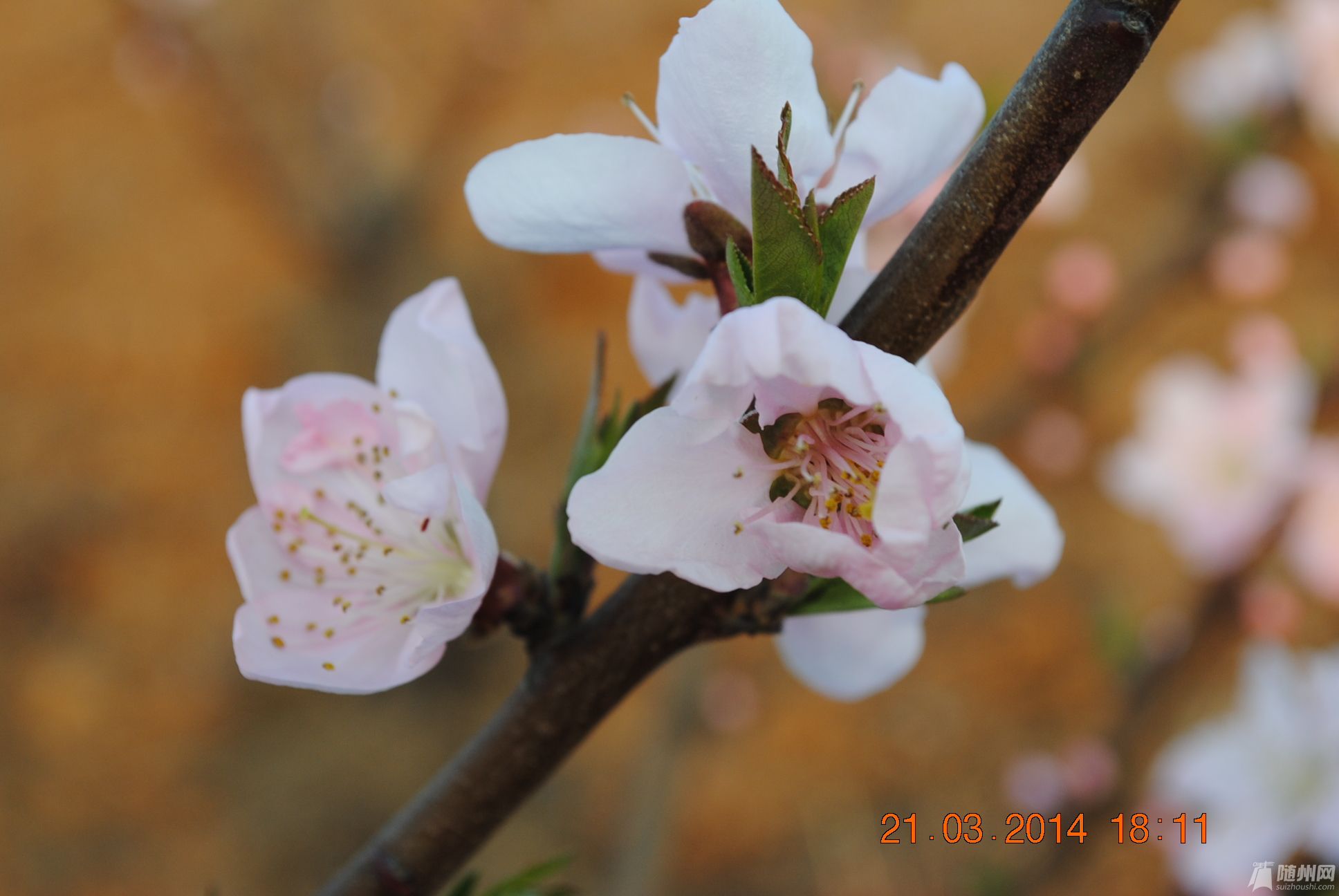 DSC_0933.JPG