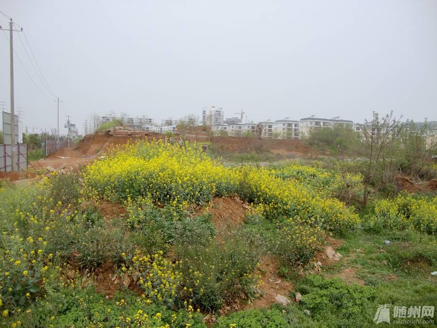 DSC07897.jpg