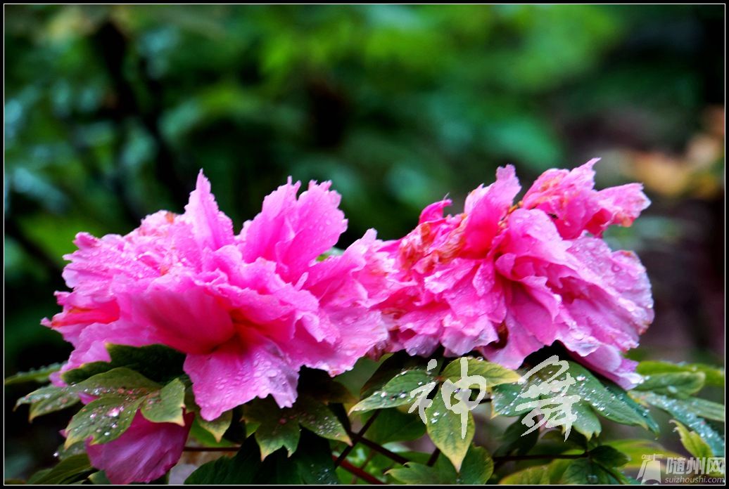 DSC04118_.jpg