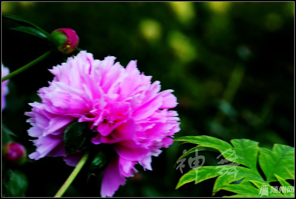 DSC04131_.jpg