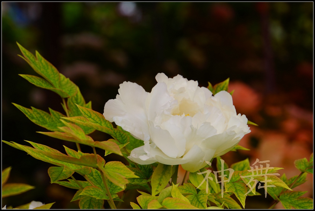 DSC04206.jpg