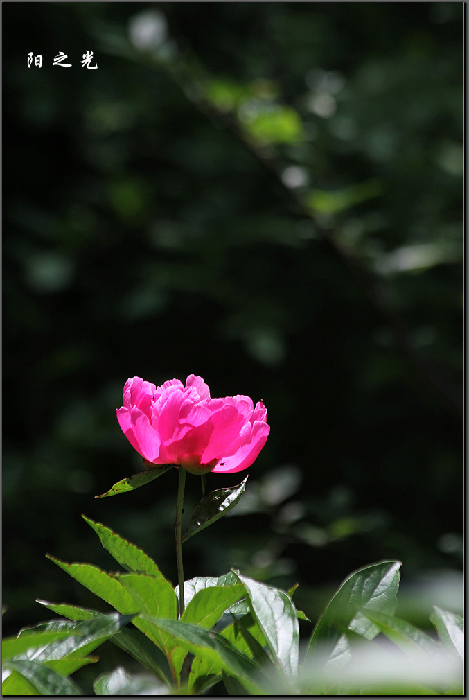 IMG_8229_副本.jpg