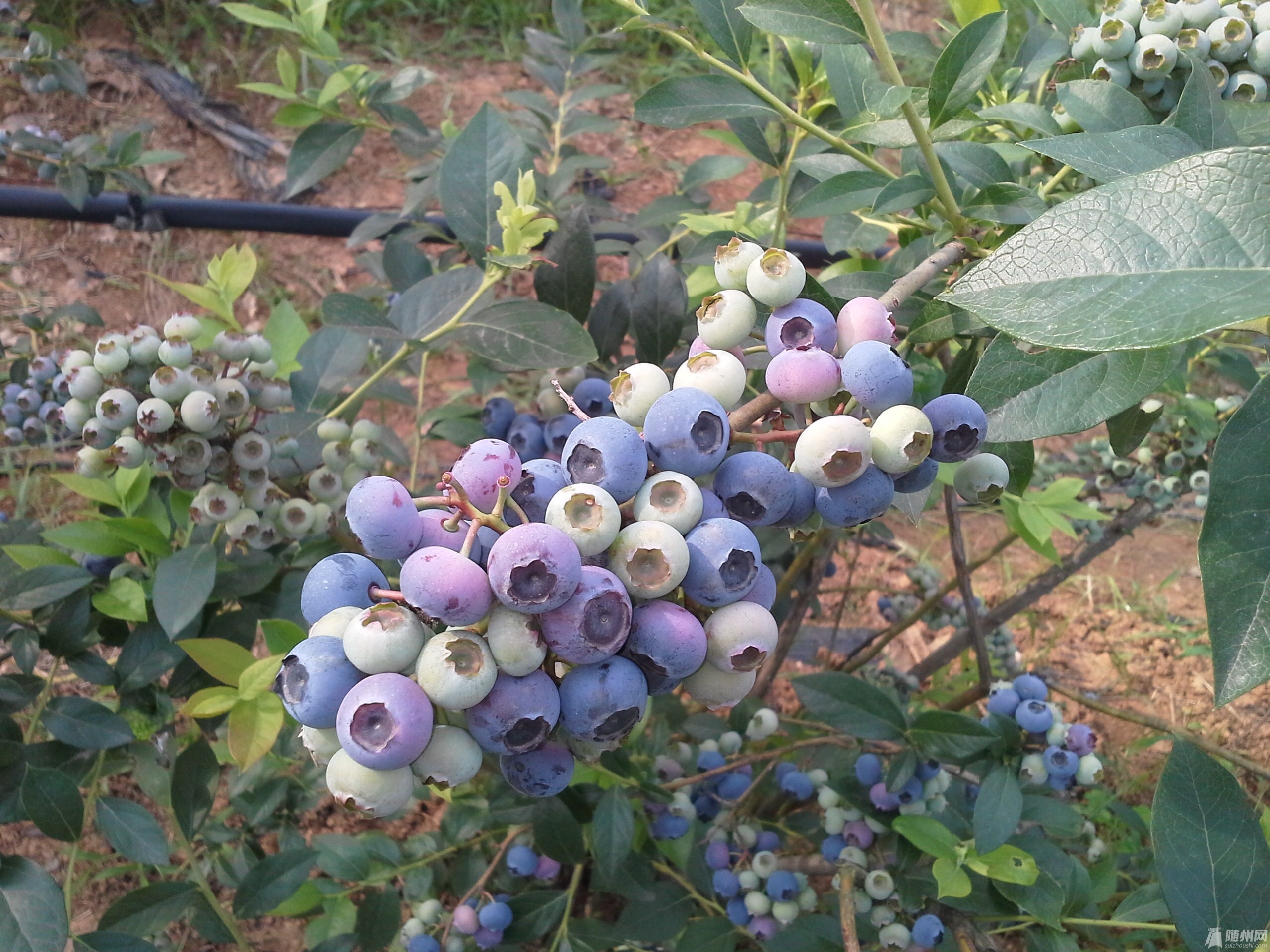 照片 026.jpg