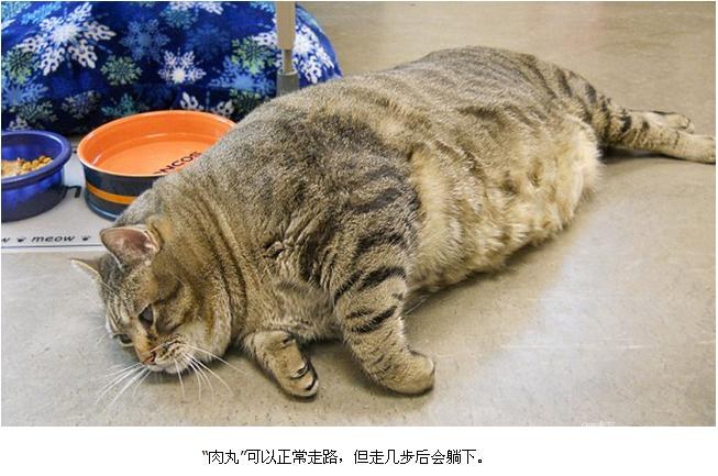 世界第一胖的“喵星人”