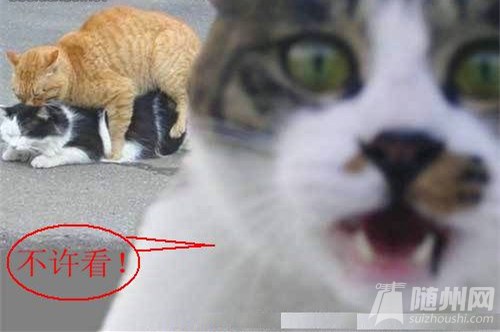 ٶˣٿҳ.jpg