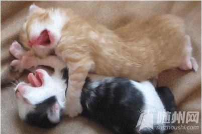http://ww2.sinaimg.cn/bmiddle/6693ce84gw1ekfc5w0x3sg206y06ytzf.gif