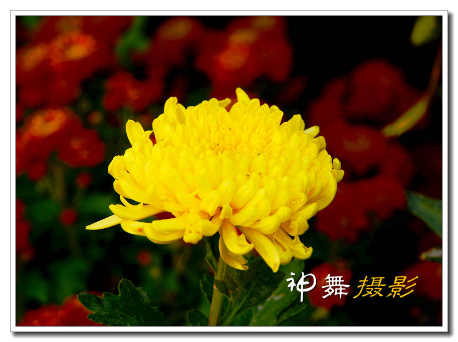DSC00958_副本.jpg