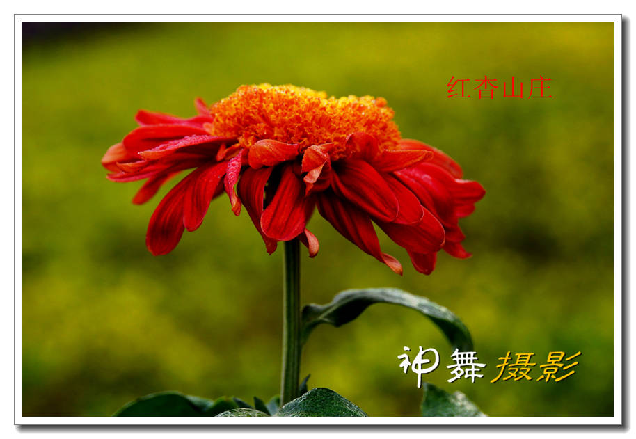 DSC01312_副本_副本.jpg