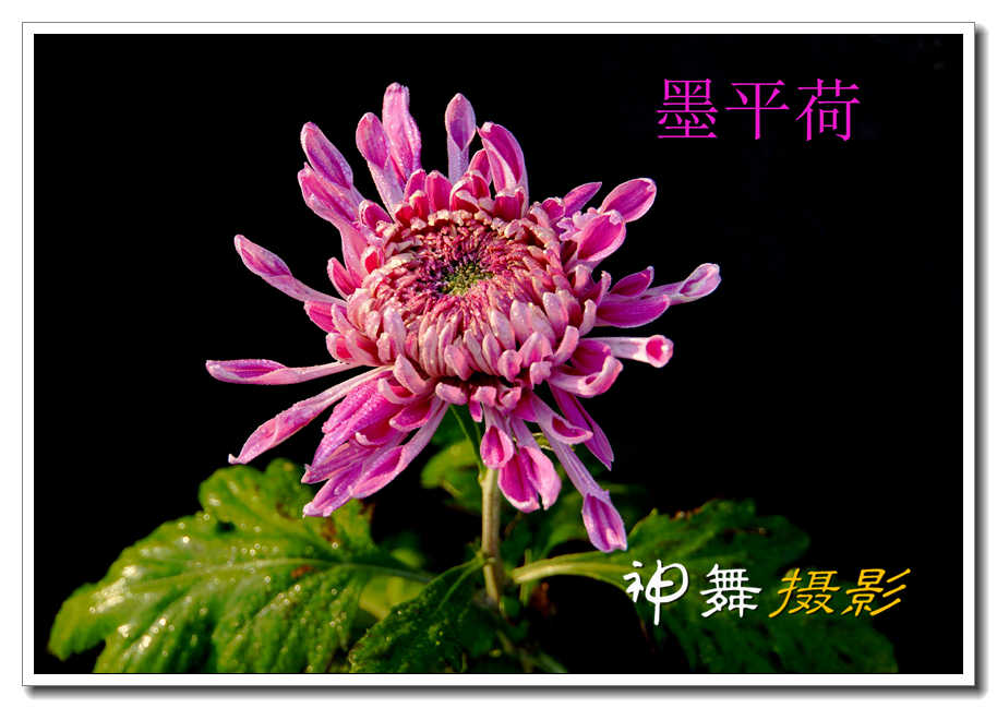 DSC01431_副本_副本.jpg
