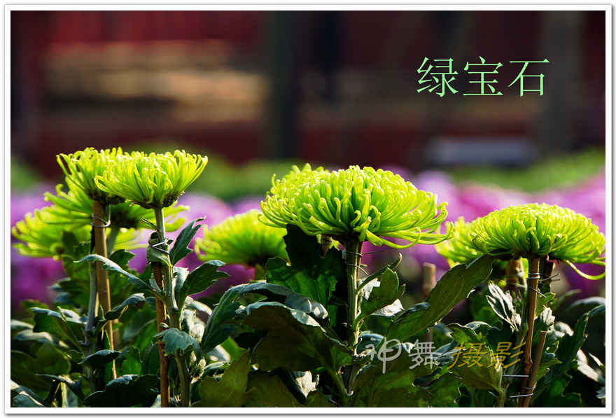 DSC08417_.jpg