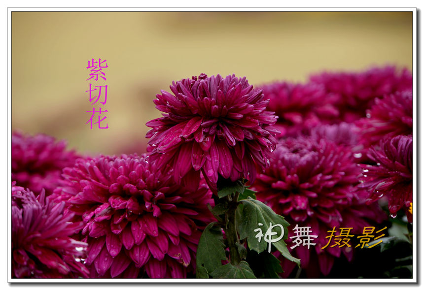 DSC08513_.jpg