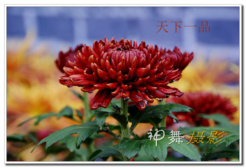 DSC08517_.jpg