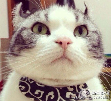 卷耳大脸猫