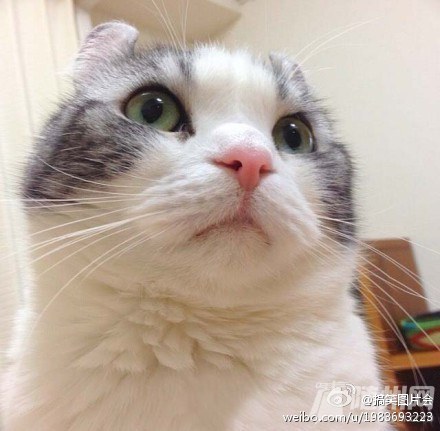 卷耳大脸猫