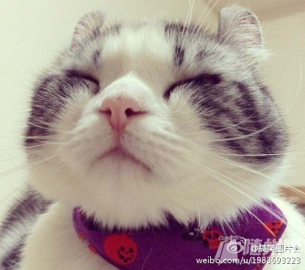 卷耳大脸猫