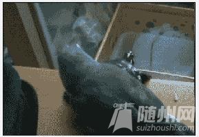 ЩϲͬĶ