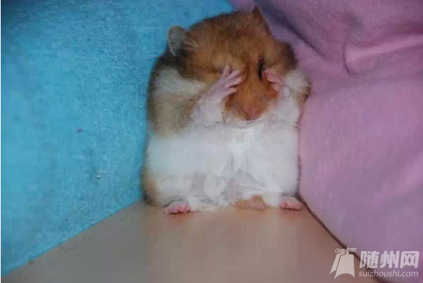 g_conew1.png