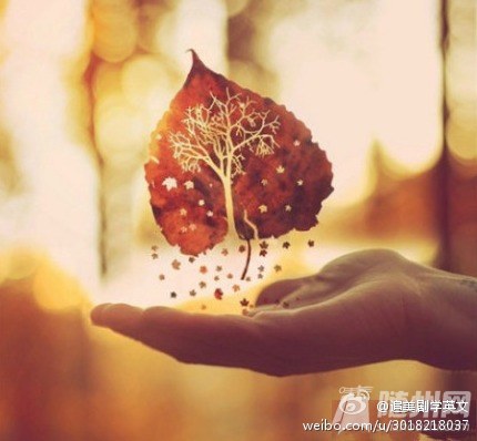手捧：树，叶，花.jpg