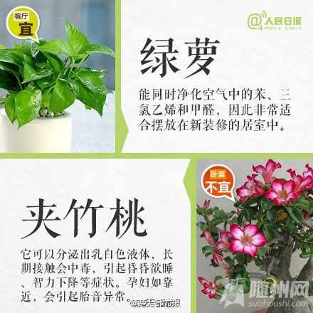 这些植物不要摆卧室