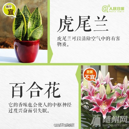 这些植物不要摆卧室