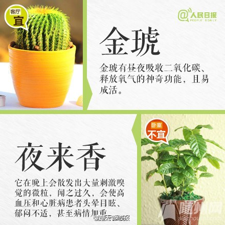 这些植物不要摆卧室