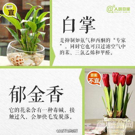 这些植物不要摆卧室