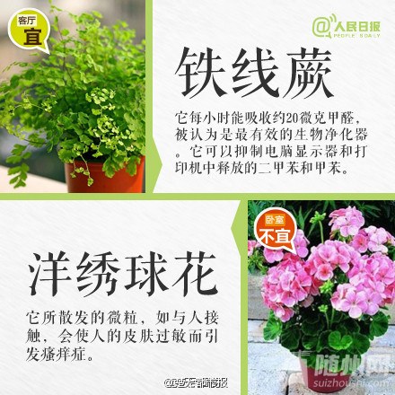 这些植物不要摆卧室