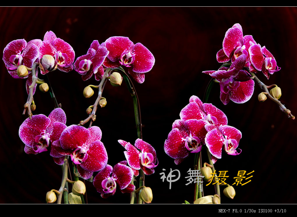 DSC00241_.jpg