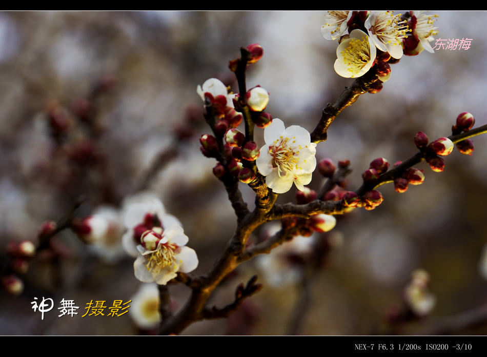 DSC00553_副本.jpg