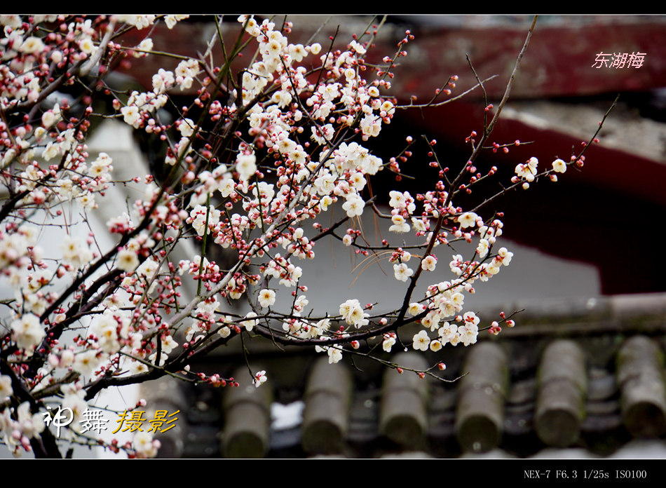 DSC00584_副本.jpg