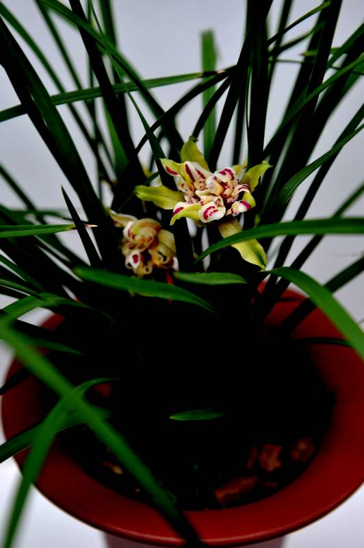 DSC_2505.JPG
