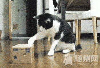 5_conew1.gif
