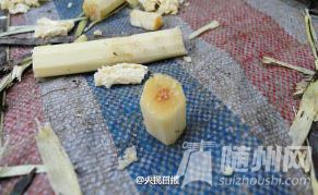 发红甘蔗吃不得！剧毒！