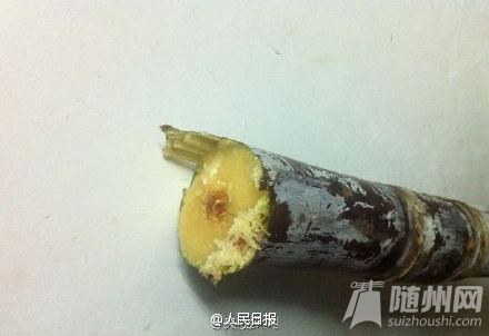 发红甘蔗吃不得！剧毒！