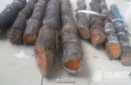 发红甘蔗吃不得！剧毒！