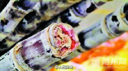 发红甘蔗吃不得！剧毒！
