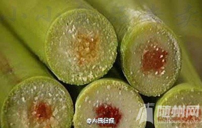 发红甘蔗吃不得！剧毒！
