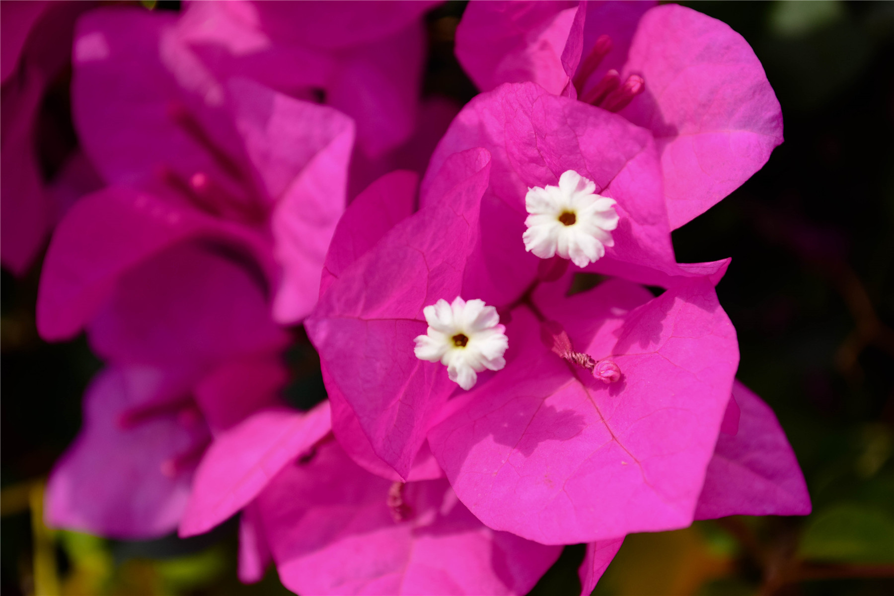 DSC_1008.jpg