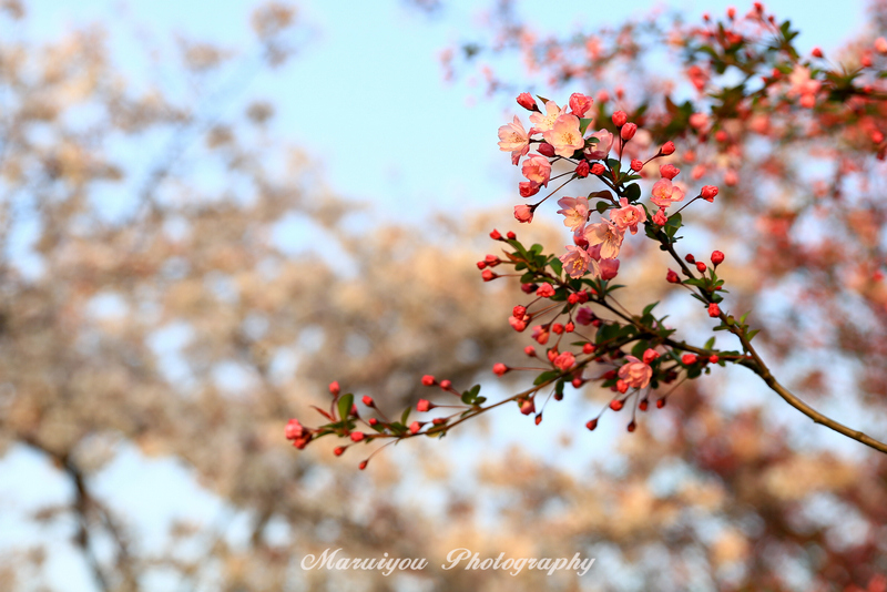 IMG_0863-1-2.jpg
