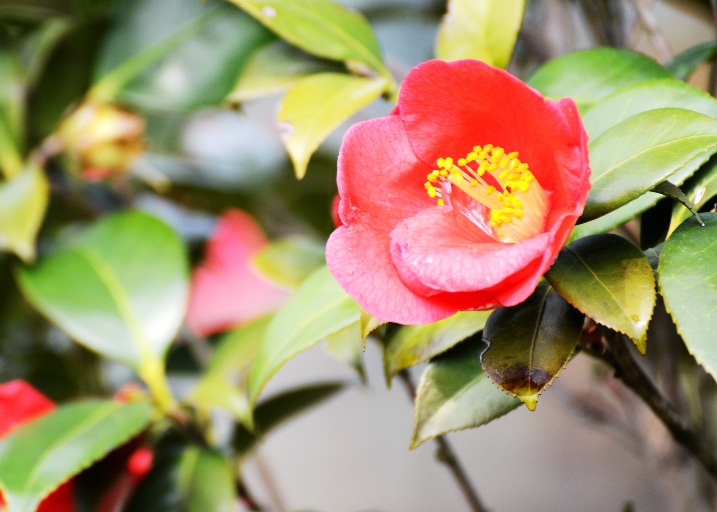DSC_2262.jpg