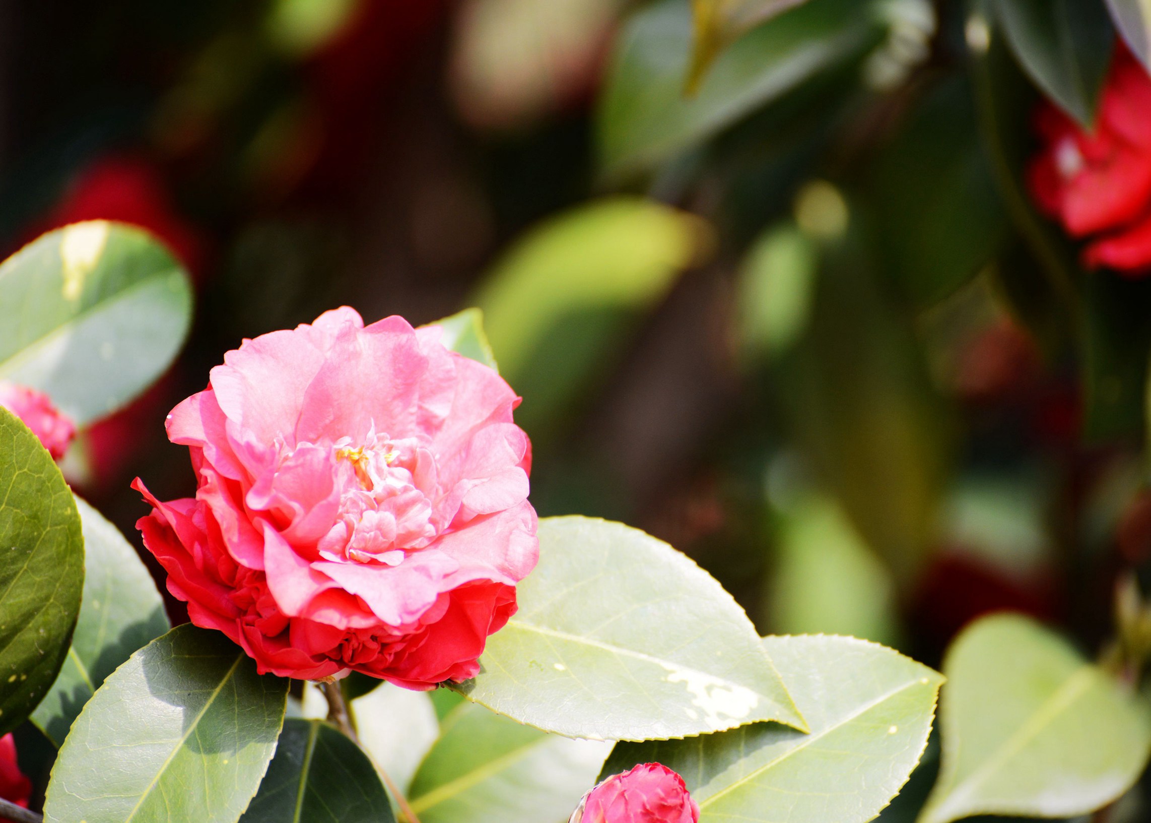 DSC_2266.jpg
