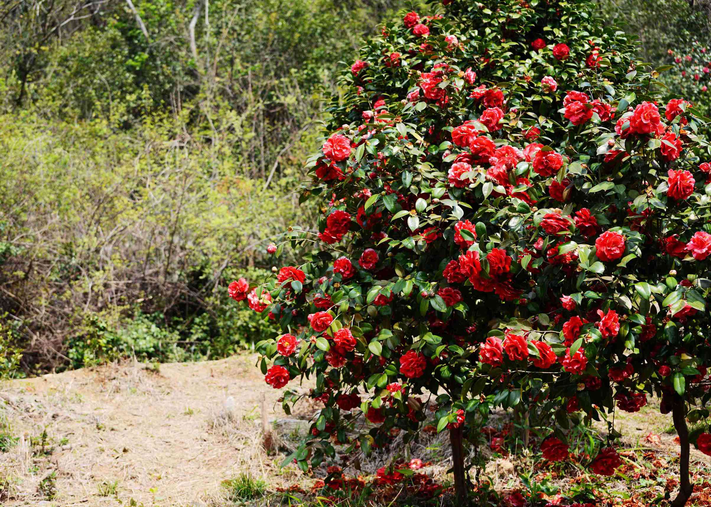 DSC_2294.jpg