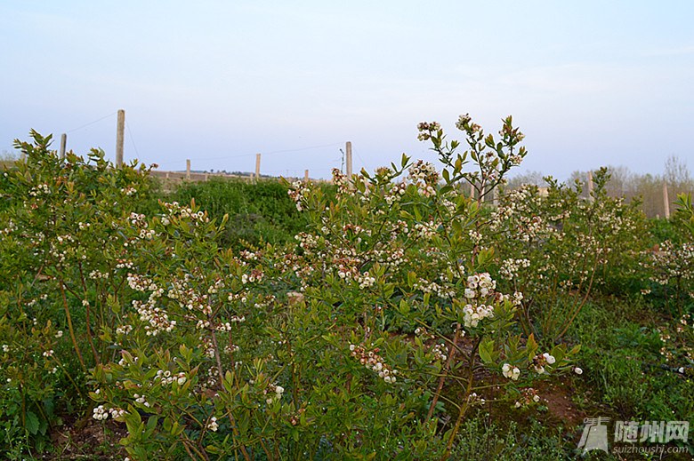 DSC_5547_副本.jpg