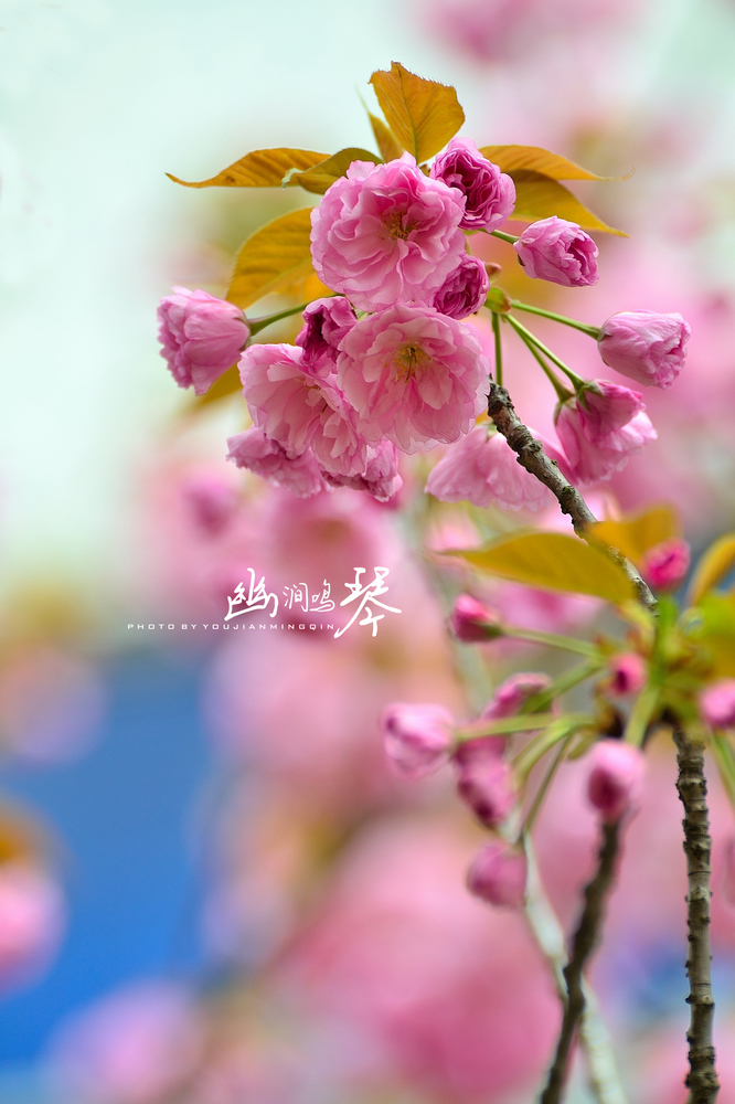 DSC_6555_.jpg