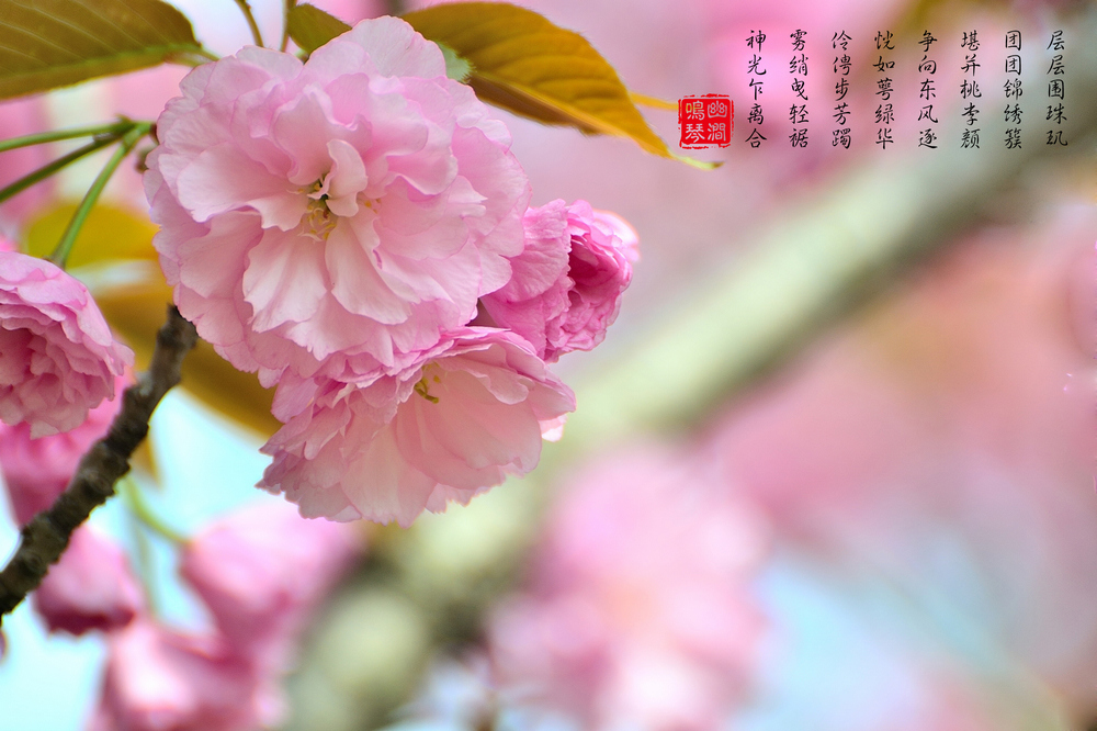 00 DSC_6343.jpg