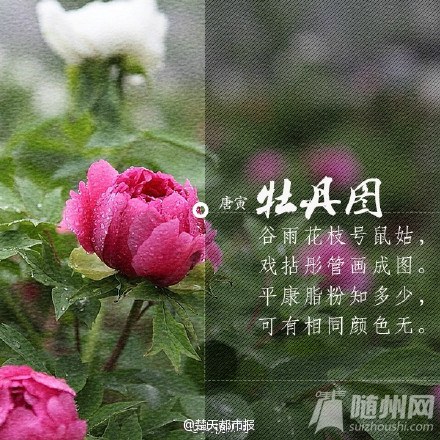 今日谷雨